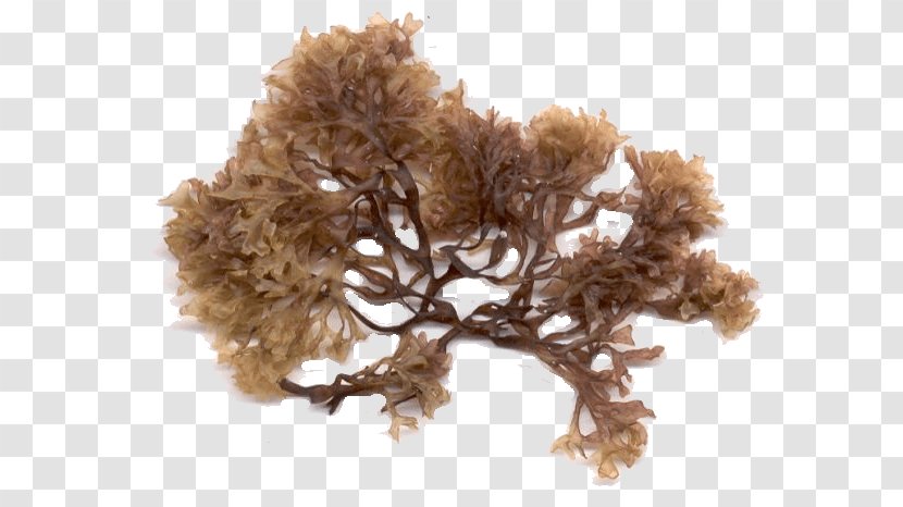 Irish Moss Seaweed Algae Sea Lettuce - Red Transparent PNG