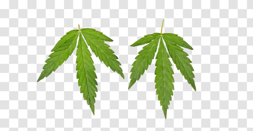 Cannabis Industry Hemp - Leaf Transparent PNG