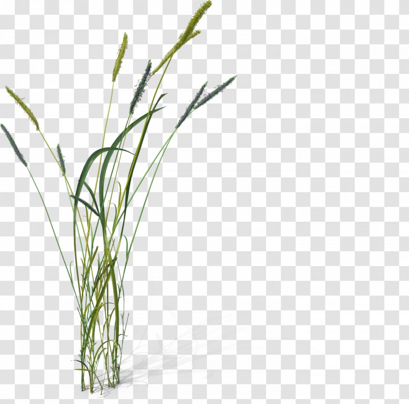 Foxtail - Pennisetum Alopecuroides - Cordgrass Transparent PNG