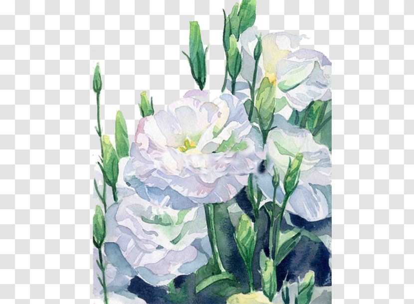 White Flower Computer File - Watercolor Paint - Flowers Transparent PNG
