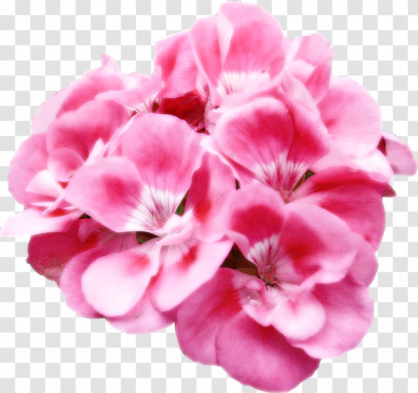 Flower Material - Pink - Lavender Transparent PNG