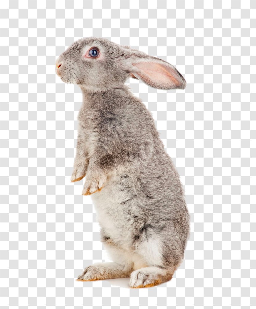 European Hare Havana Rabbit Treaties Of Tilsit Domestic Battle Waterloo - Stock Photography - Standing Transparent PNG