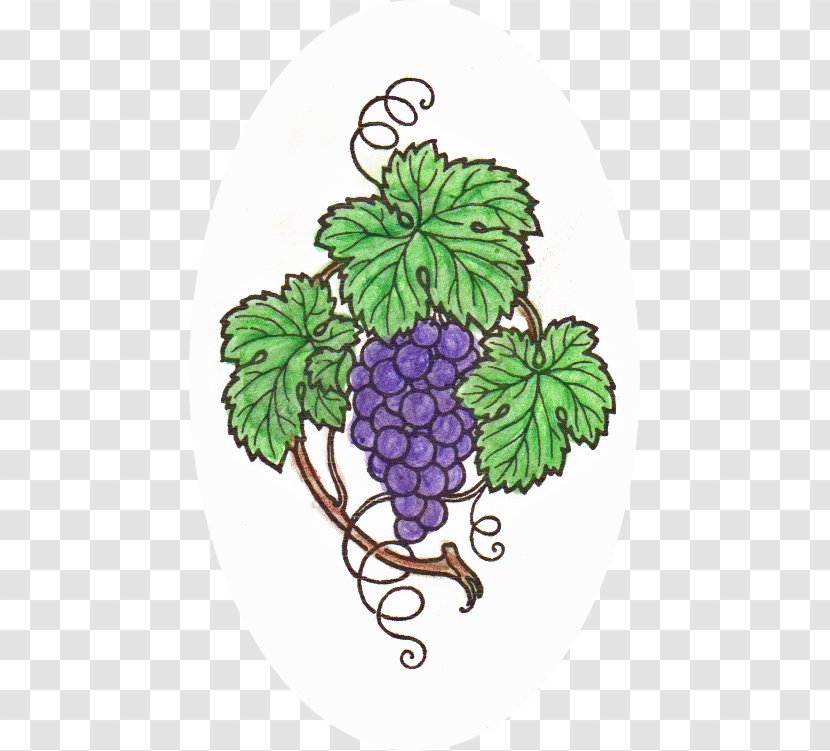 Grape Flowerpot Vine Tree - Food - CHALK Pencil Transparent PNG