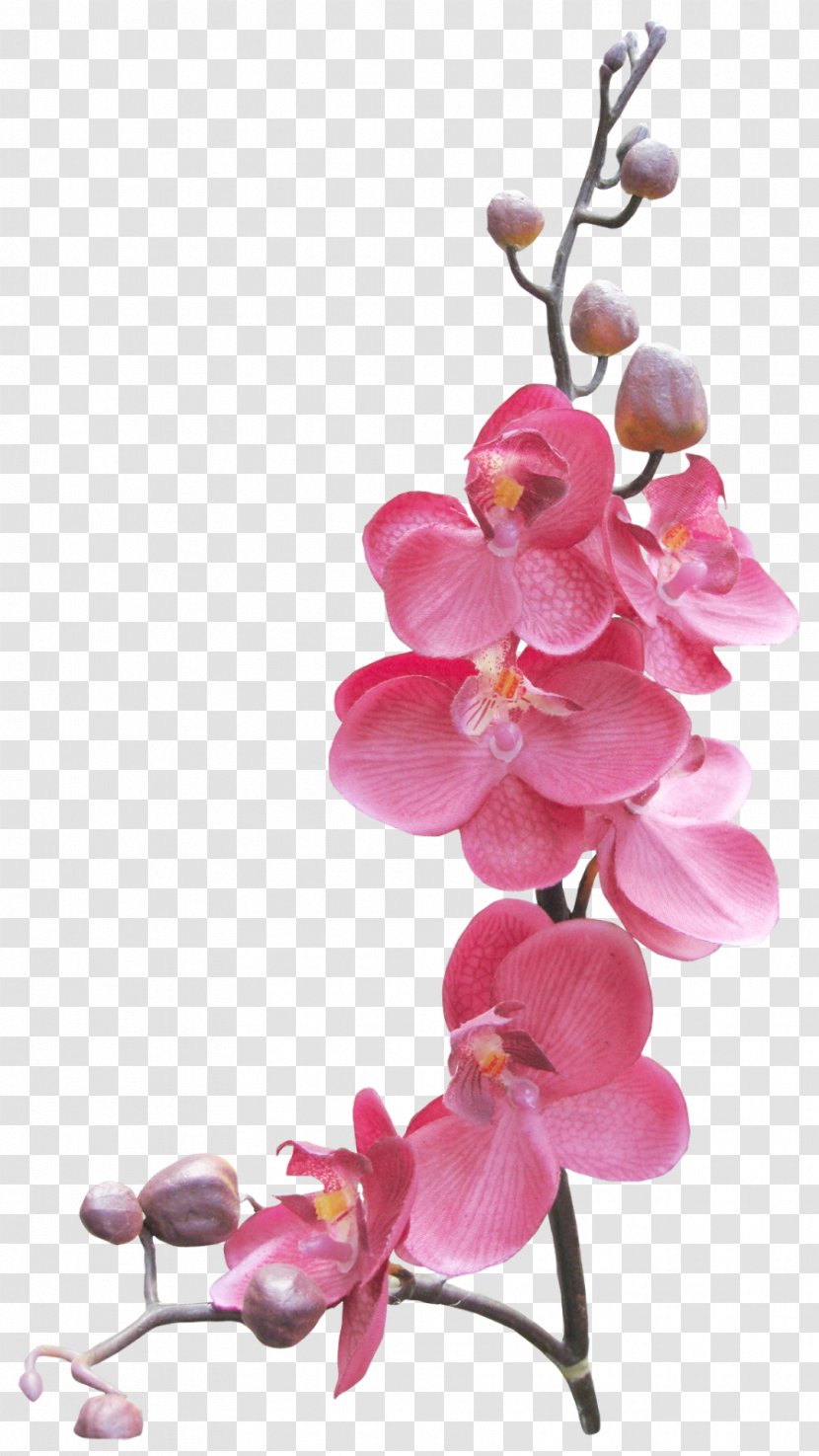Picture Frames - Orchid - Orchids Transparent PNG