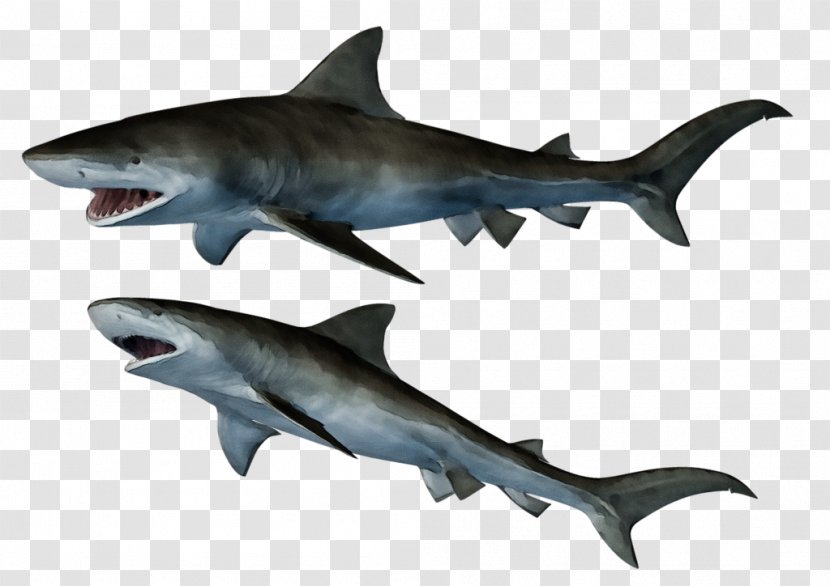 Great White Shark Background - Lamniformes - Hammerhead Cretoxyrhina Transparent PNG