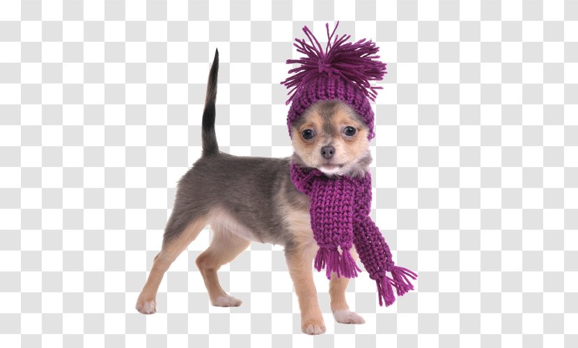 Chihuahua Yorkshire Terrier Puppy Stock Photography Scarf - Knitting - Arabs Wearing Transparent PNG