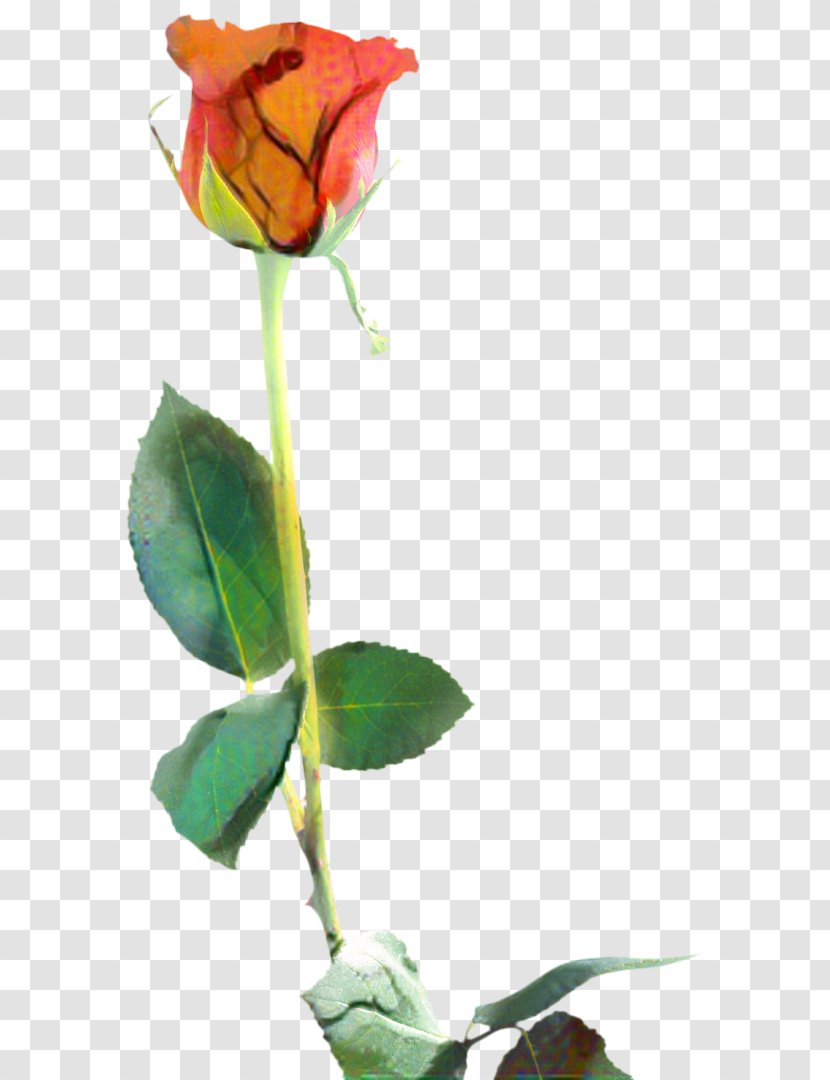 Valentines Day Background - Leaf - Rose Order Floribunda Transparent PNG