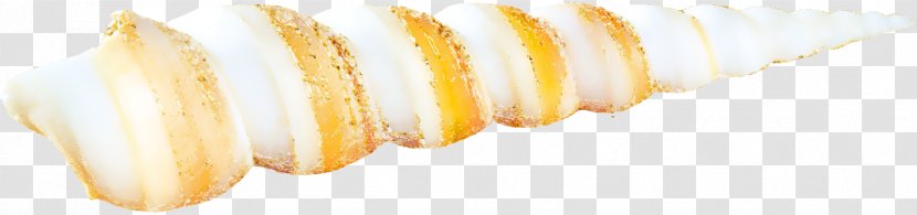 Yellow Food Close-up - Closeup - Beautiful Color Conch Transparent PNG