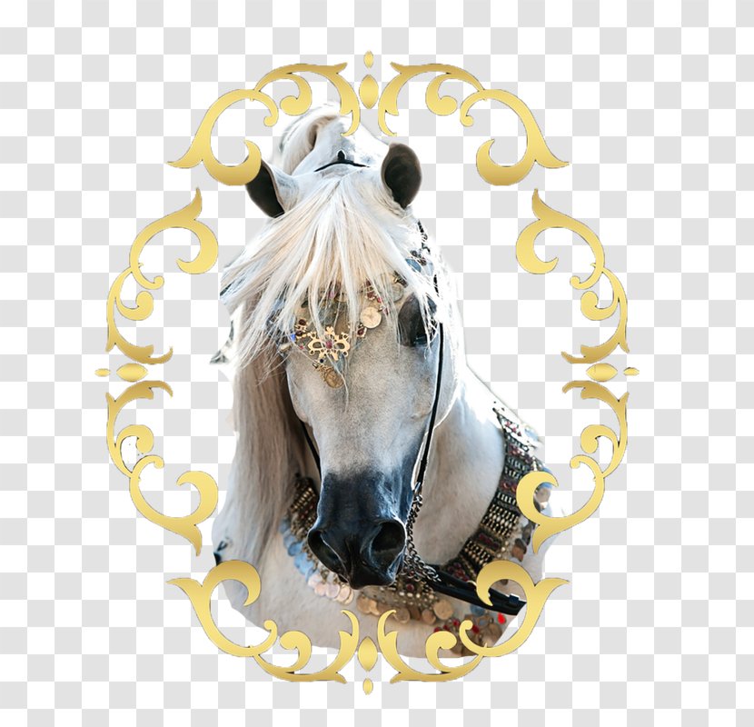 Arabian Horse Stallion Mane Mustang Andalusian - Snout Transparent PNG