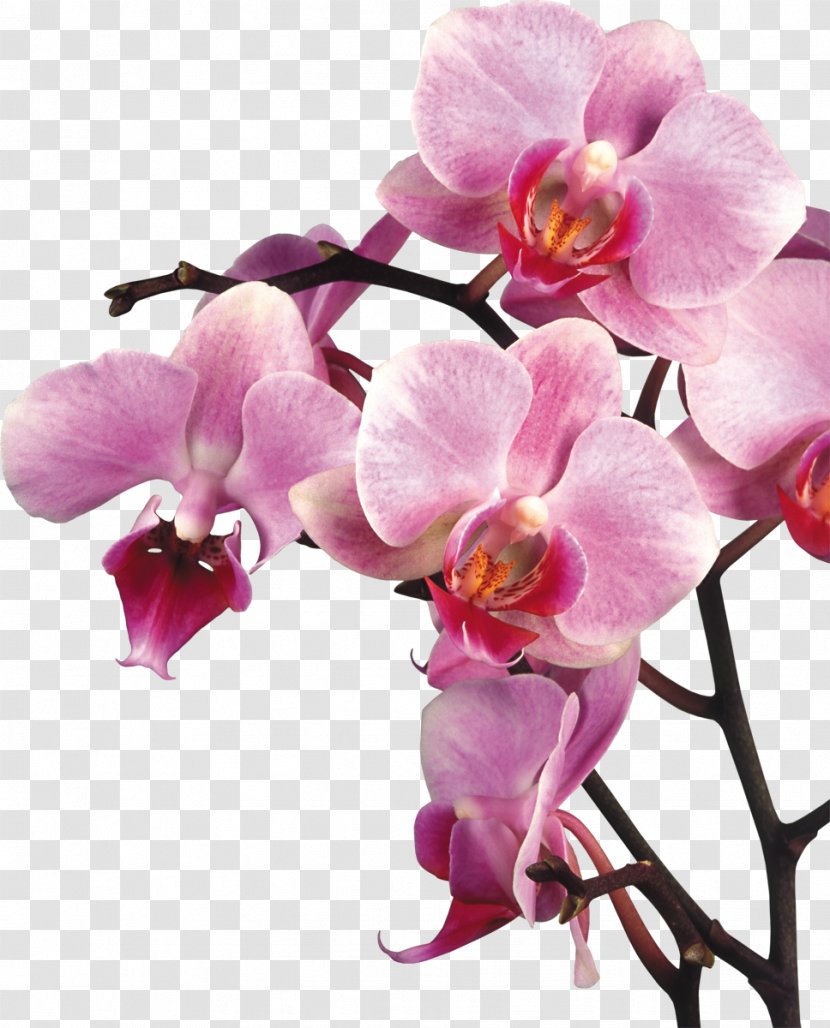 Orchids Desktop Wallpaper Microsoft PowerPoint - Branch - Thai Transparent PNG