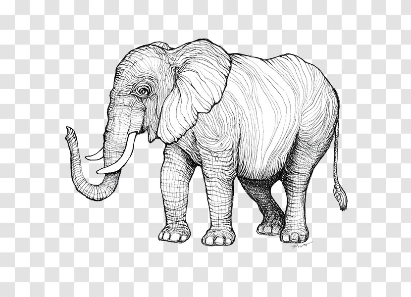 Indian Elephant African Sketch Illustration Line Art - Print Artwork Transparent PNG