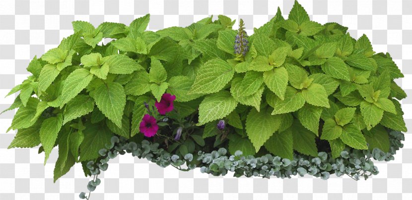 Flower Garden Leaf Shrub Design - Plant Transparent PNG