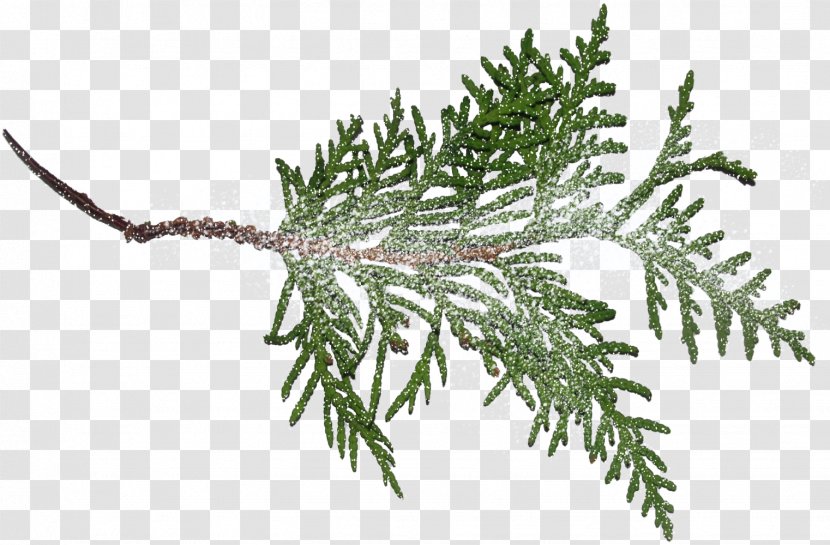 Fir Spruce Tree Clip Art - Conifers - Branches Transparent PNG