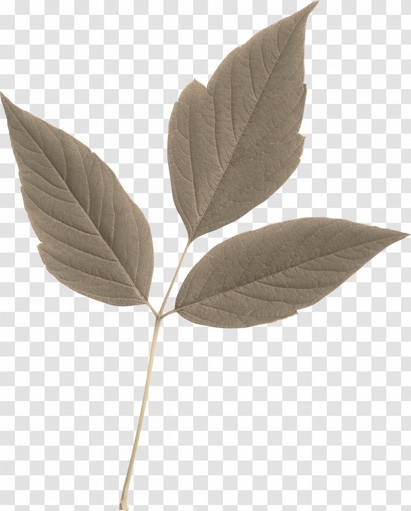 Leaf Image Branch Tree - Photography Transparent PNG