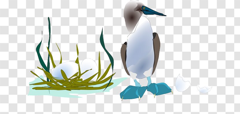 Duck Gulls Bird Clip Art - Egg SHELL Transparent PNG