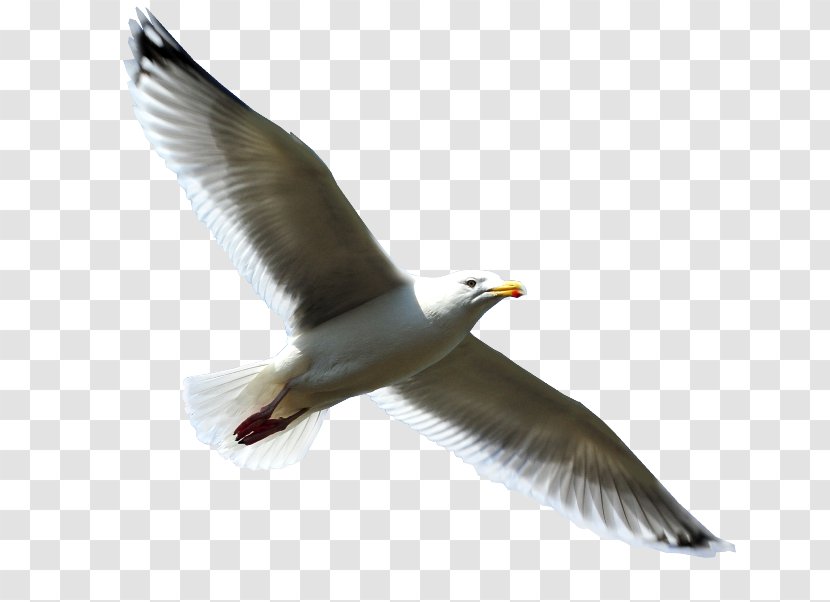 European Herring Gull Bird Clip Art Transparent PNG