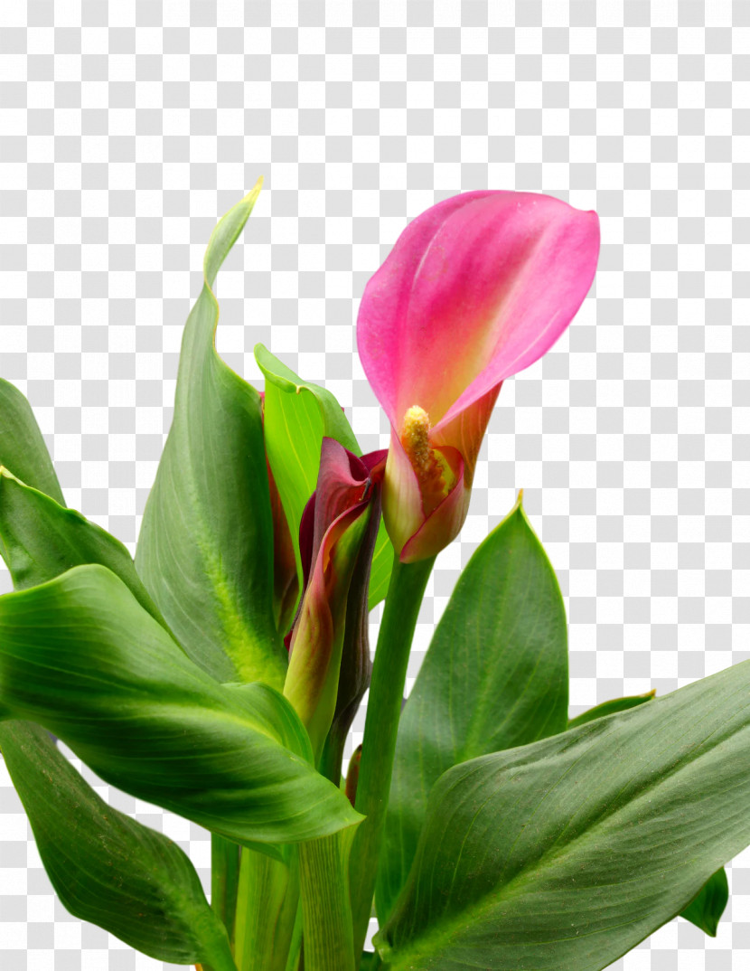Plant Stem Cut Flowers Bud Canna Lily Of The Incas Transparent PNG