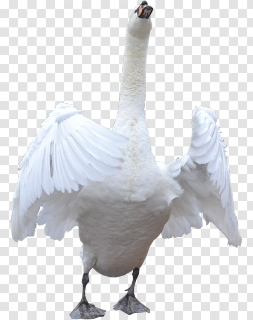 Domestic Goose Cygnini - Beak Transparent PNG