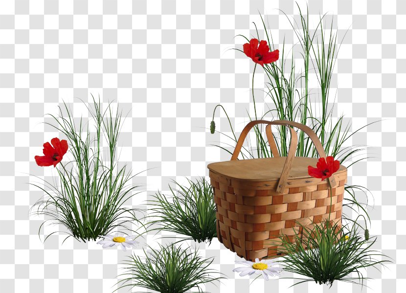 Common Poppy Image Desktop Wallpaper Download - Fountain Grass Transparent PNG