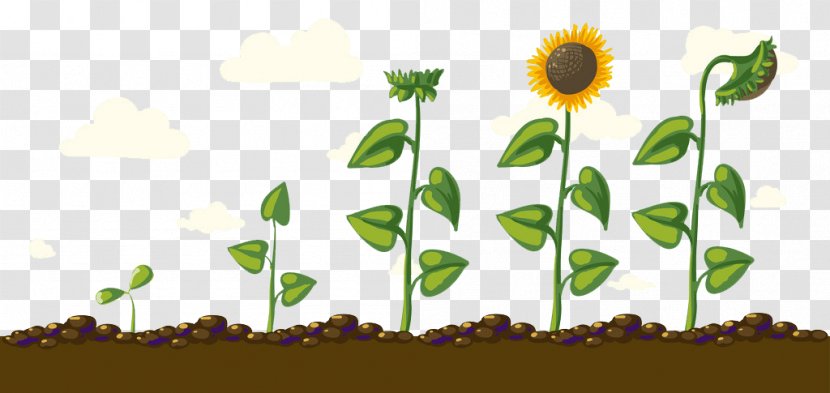 Common Sunflower Download Euclidean Vector - Green - Creative Growth Transparent PNG