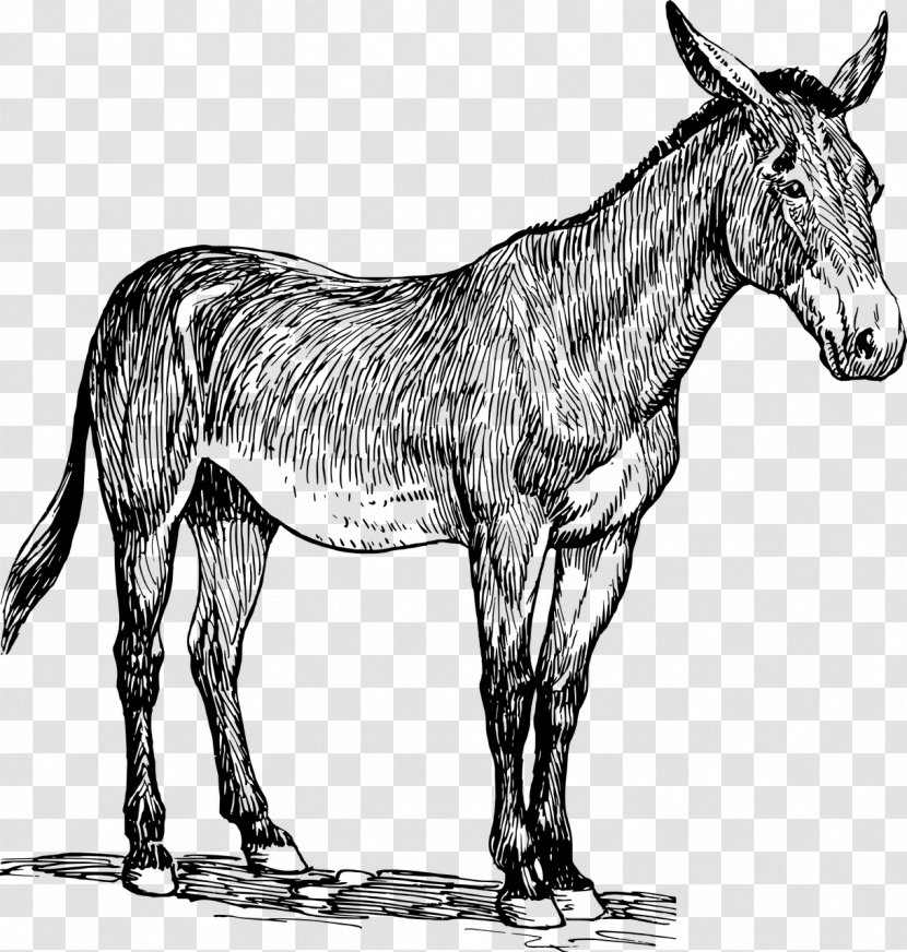 Donkey Mule Clip Art - Terrestrial Animal Transparent PNG