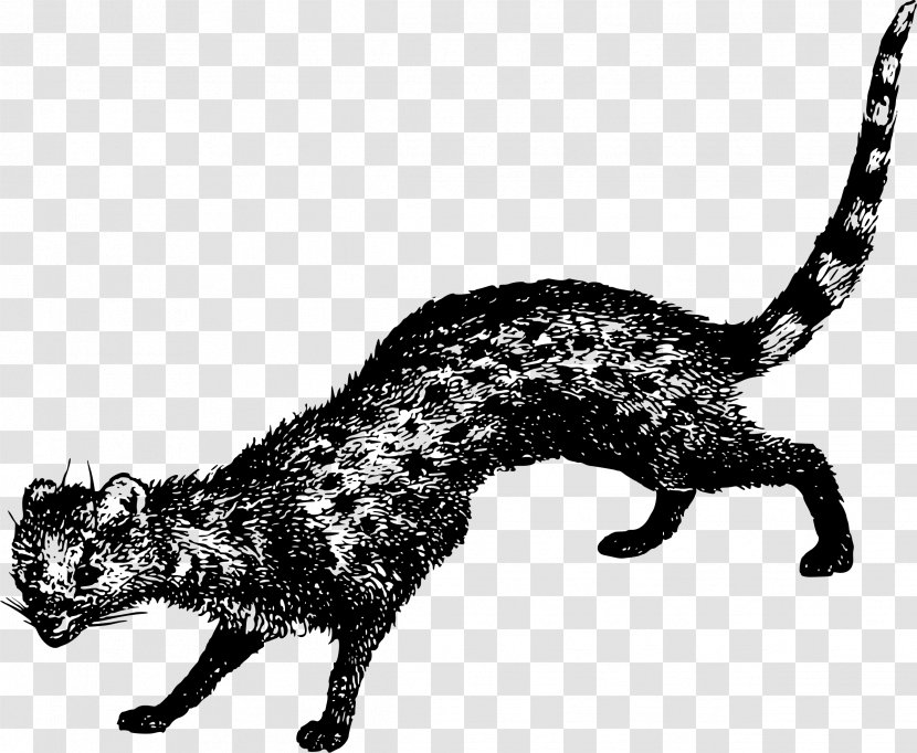 Whiskers Viverridae Wildcat Large Indian Civet - Smallest Transparent PNG