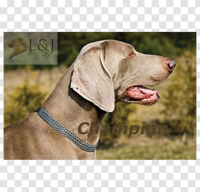Weimaraner Dog Breed Hunting Pointing Snout - Steel - Neck Chain Transparent PNG