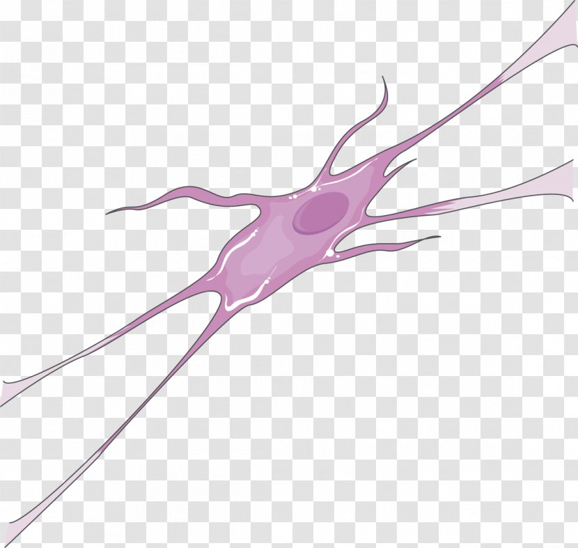 Neuron Medicine Neurology Rheumatology Ophthalmology - Meninges Transparent PNG