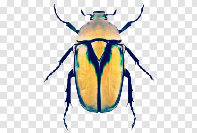 Polyphaga Bugs And Beetles Weevil Protaetia Niveoguttata Chrysina Chrysargyrea - Insect Wing - Empress Banner Transparent PNG