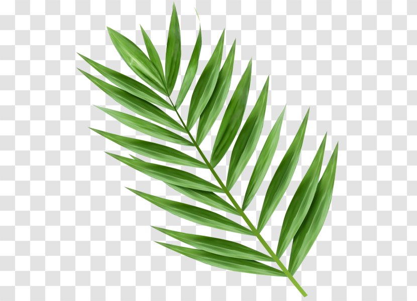 Arecaceae Leaf Palm Branch Clip Art - Arecales Transparent PNG