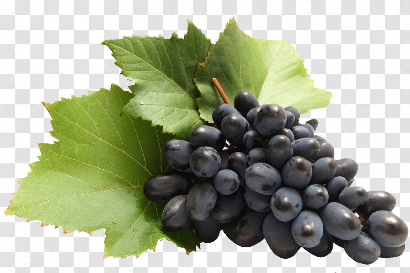 Zante Currant Common Grape Vine Blackcurrant - Seed Extract Transparent PNG