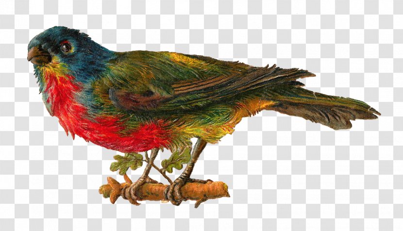 Lovebird Victorian Era Clip Art - Macaw - Birds Transparent PNG