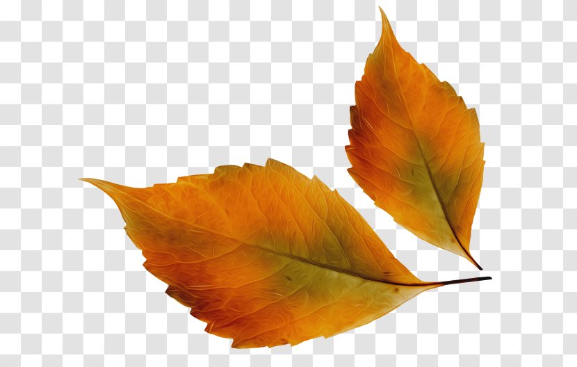 Autumn Leaf Color Adult Storytime Image - Plants Transparent PNG