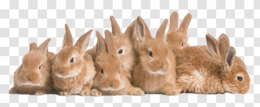 Rex Rabbit Holland Lop Guinea Pig Domestic Transparent PNG