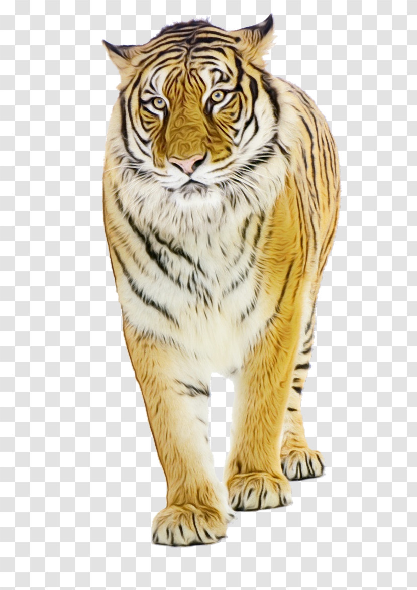 Tiger Whiskers Cat Fur Snout Transparent PNG