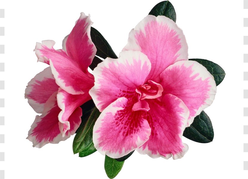 Clip Art - Flower - Azaleas Transparent PNG