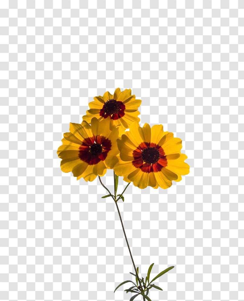 Common Sunflower Transvaal Daisy Chrysanthemum Floral Design Cut Flowers - Yellow - Decoration Transparent PNG