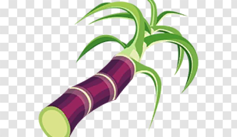 Plant Leaf - Drawing - Vegetable Stem Transparent PNG