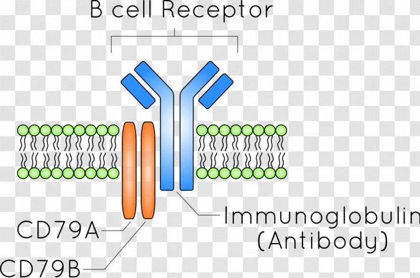 B-cell Receptor B Cell Antibody Antigen - Diagram Transparent PNG