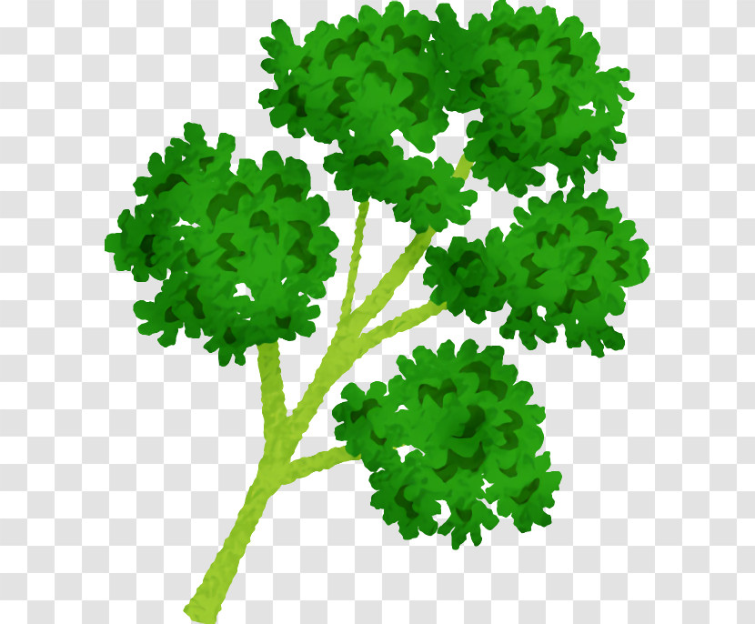 Leaf Leaf Vegetable Green M-tree Lawn Transparent PNG