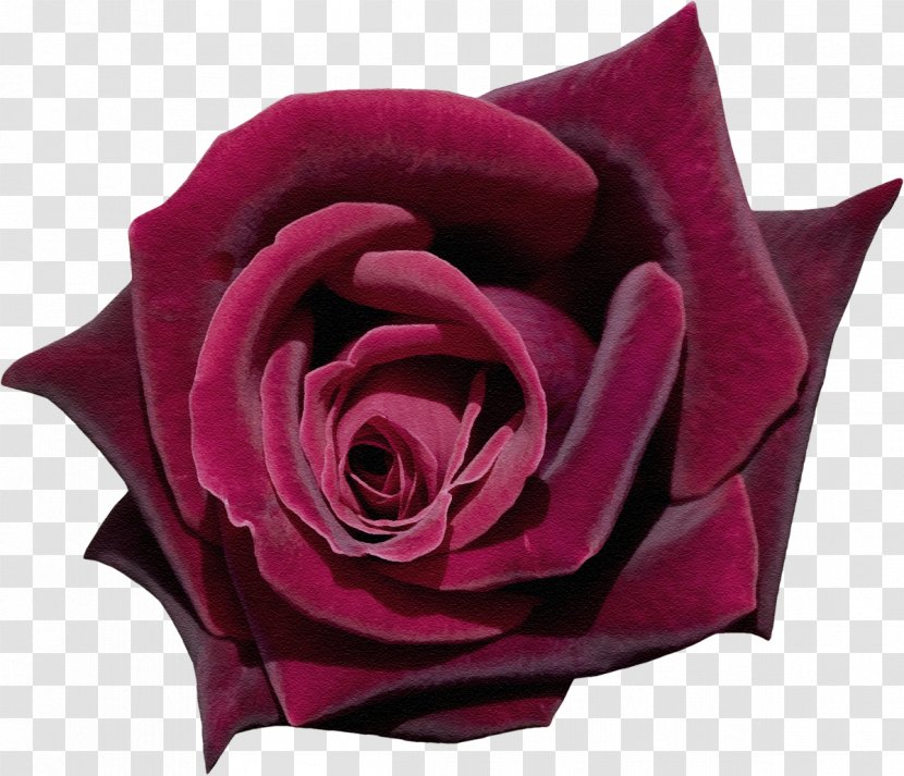 Garden Roses Flower Centifolia - Rosa - Purple Rose Transparent PNG