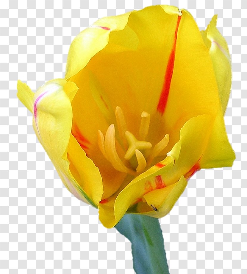 Evening-primroses Cut Flowers Tulip Canna Bud - Rose Order Transparent PNG