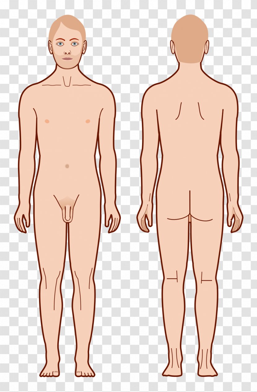Diagram Human Body Male Homo Sapiens - Silhouette - Acupoint Transparent PNG