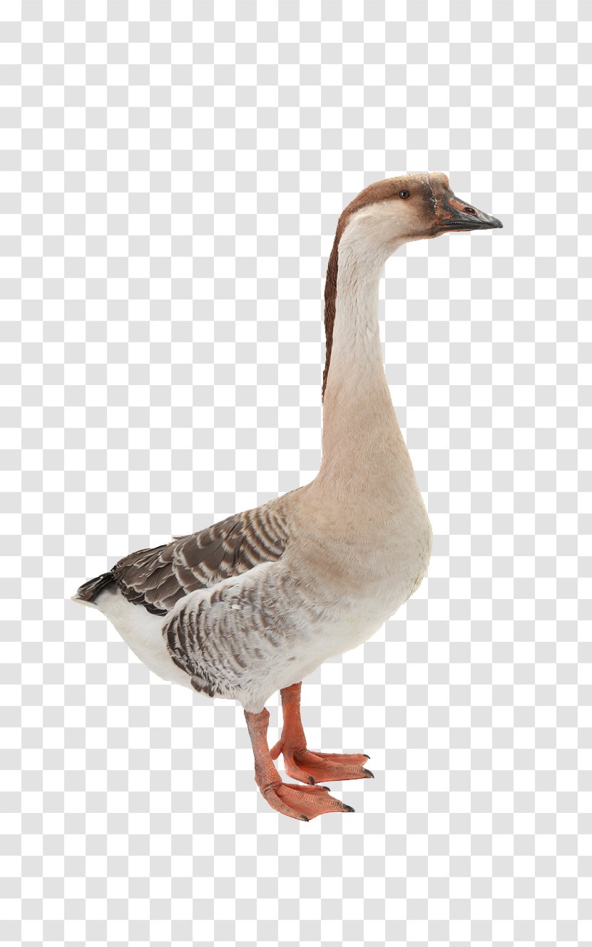 Domestic Goose Mallard Duck Bird - Water Transparent PNG