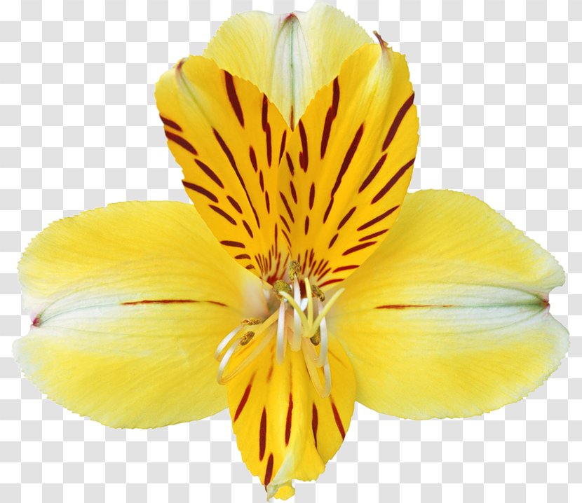 Yellow Orchid Massage Dallas Petal Pusher Orchids Clip Art - Cypripedium - Clipart Transparent PNG