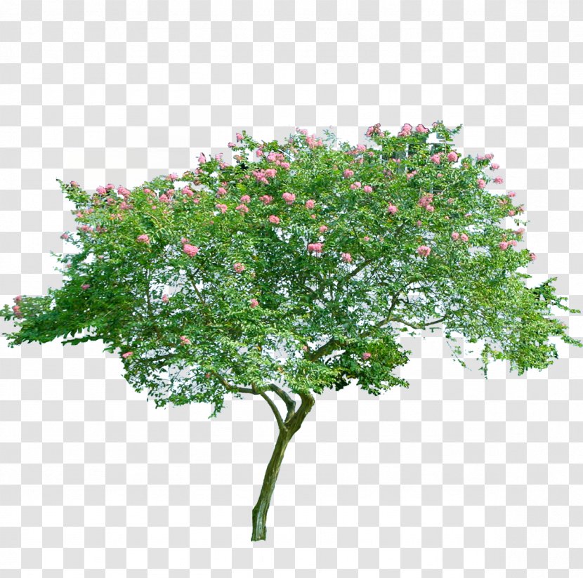 Flowering Trees - Tree - Window Box Transparent PNG