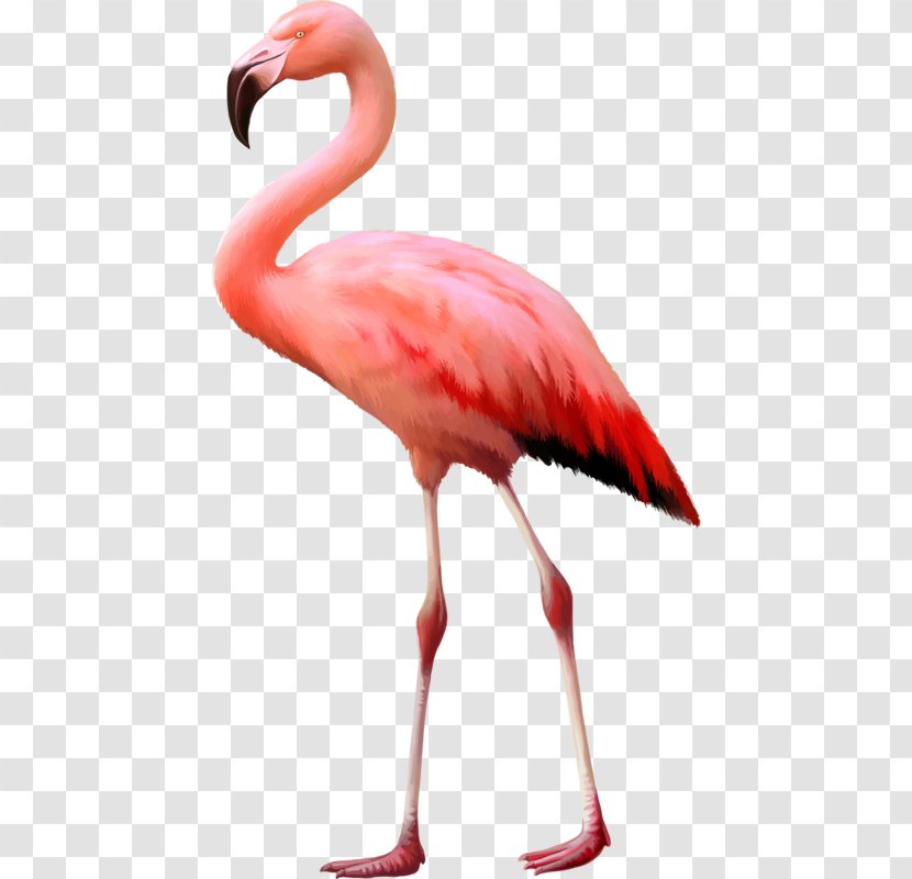 Flamingo Stock Photography Royalty-free - Water Bird - Pink Ostrich Transparent PNG