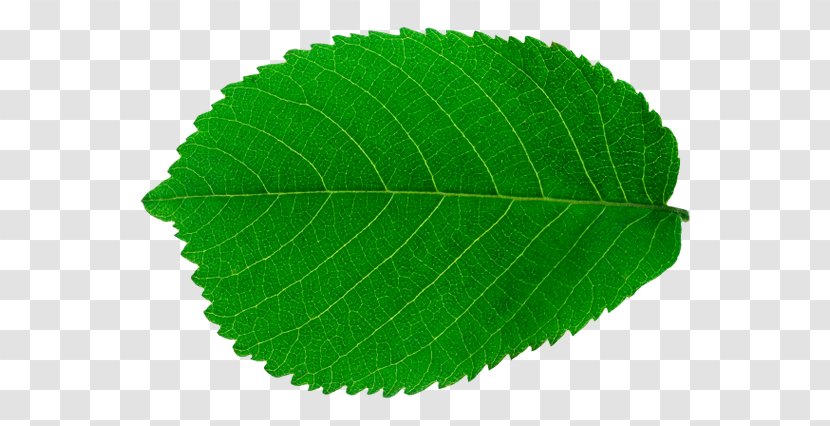 Look At Leaves Leaf Tree Clip Art - Arecaceae Transparent PNG