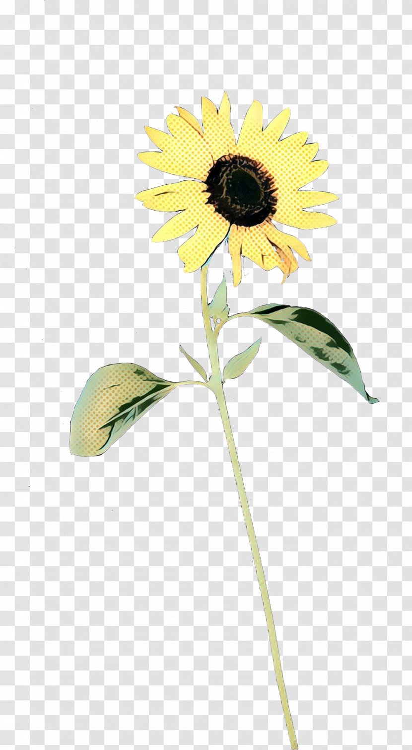 Common Sunflower Cut Flowers Plant Stem Seed Petal - Daisy Family Transparent PNG