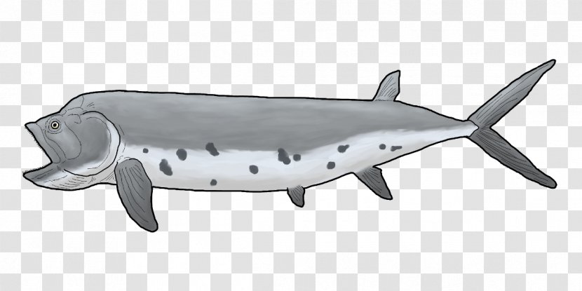 Shark Porpoise Cetacea Dolphin - Marine Mammal Transparent PNG